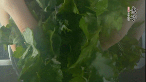 【面皮】1.鍋中水開時，放挑揀好的艾草和一撮小蘇打，第一遍煮開后倒掉，重新加水大火煮開后，小火煮1小時。煮爛的艾草用紗布瀝干。