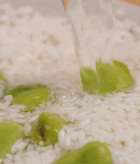 鍋底抹油，將淘洗干凈的大米，加蠶豆、清水，蓋蓋中火煮。